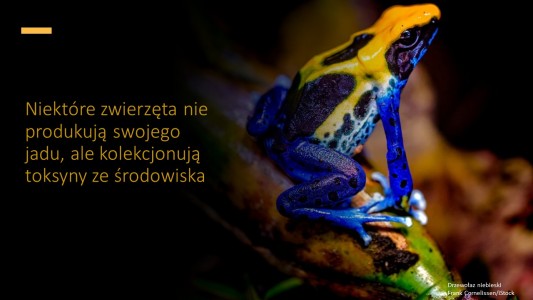 Kliknij, aby powiększyć zdjęcie.